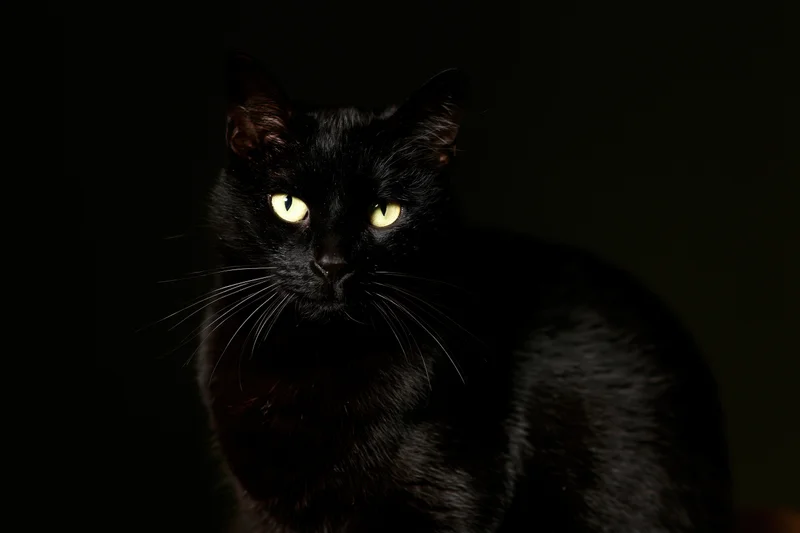 Black cat sitting still and gazing directly at camera in dark studio setting
