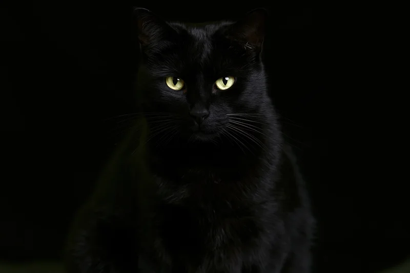 Black cat gazing directly at camera in dark studio portrait