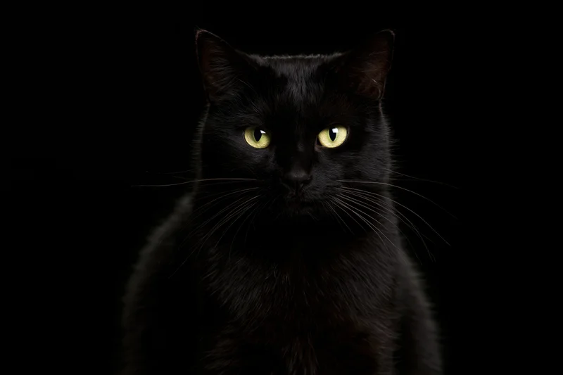 Black cat gazing directly at camera in a dark studio portrait