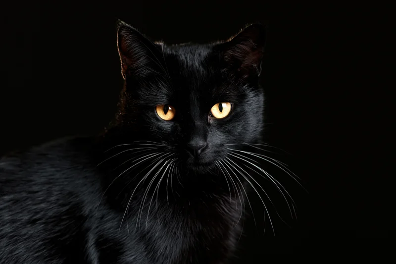 Black cat gazing directly at camera in studio portrait against dark background
