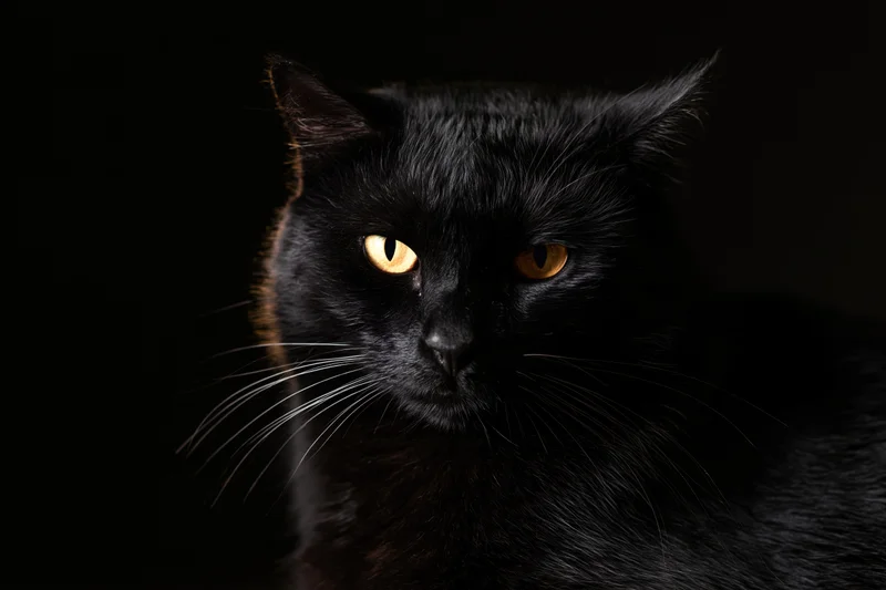 Black cat gazing directly at camera in dark studio setting