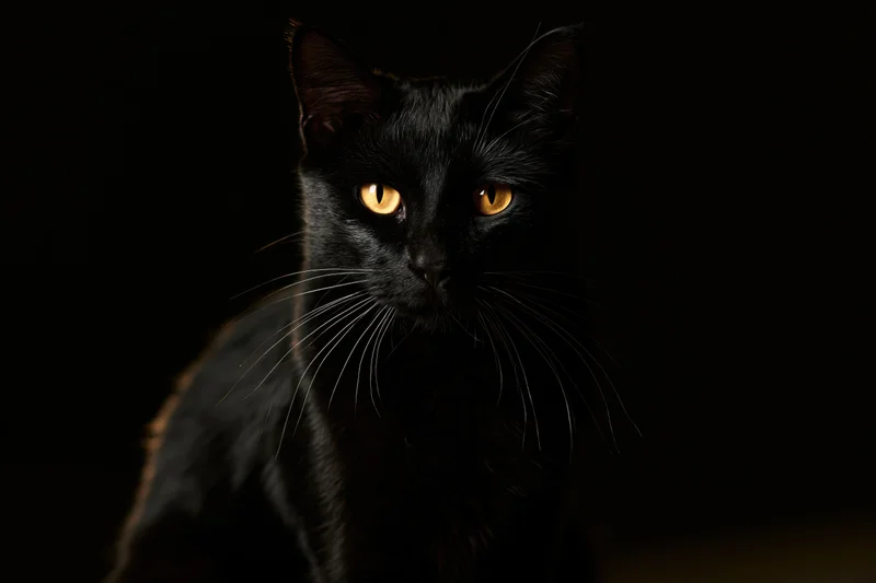Black cat sitting upright and gazing directly at the camera in a dark studio setting