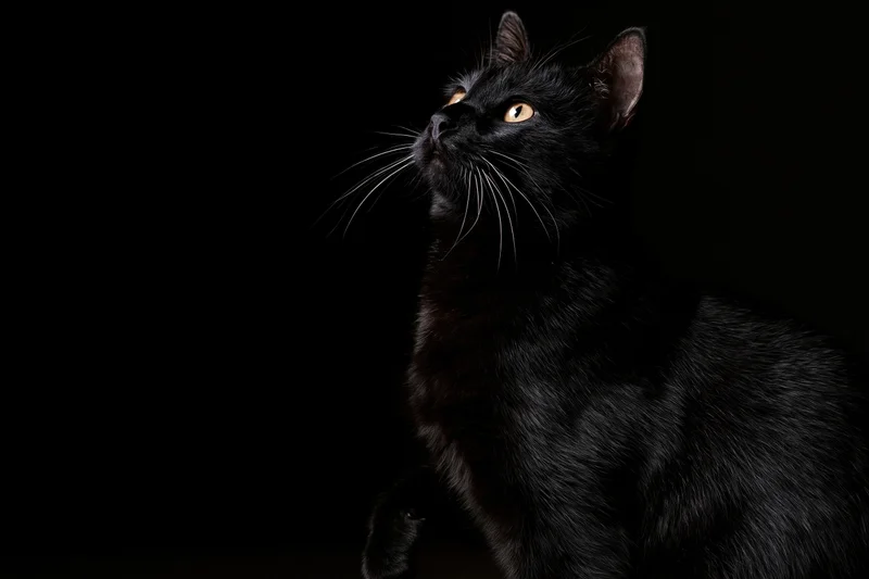 Black cat sitting upright and gazing upward against dark background