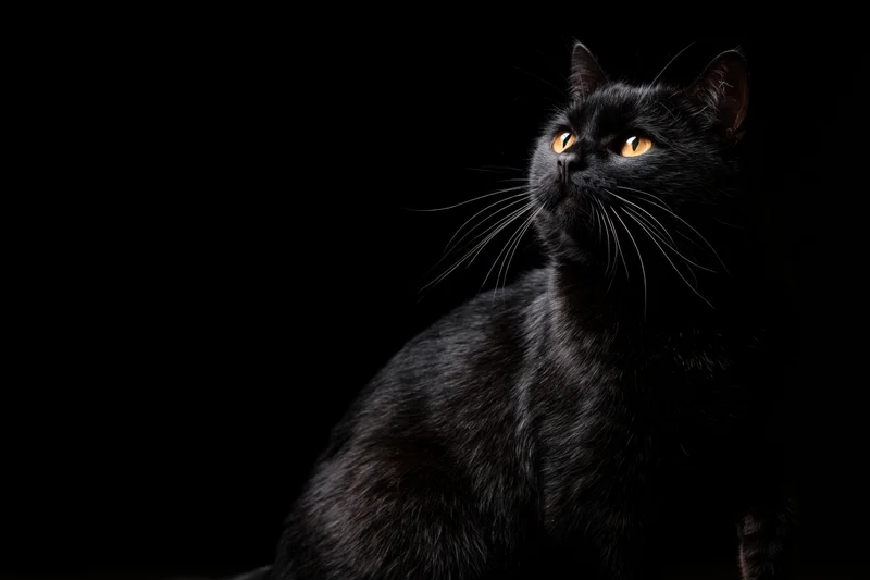 Black cat sitting upright and gazing upward against dark background
