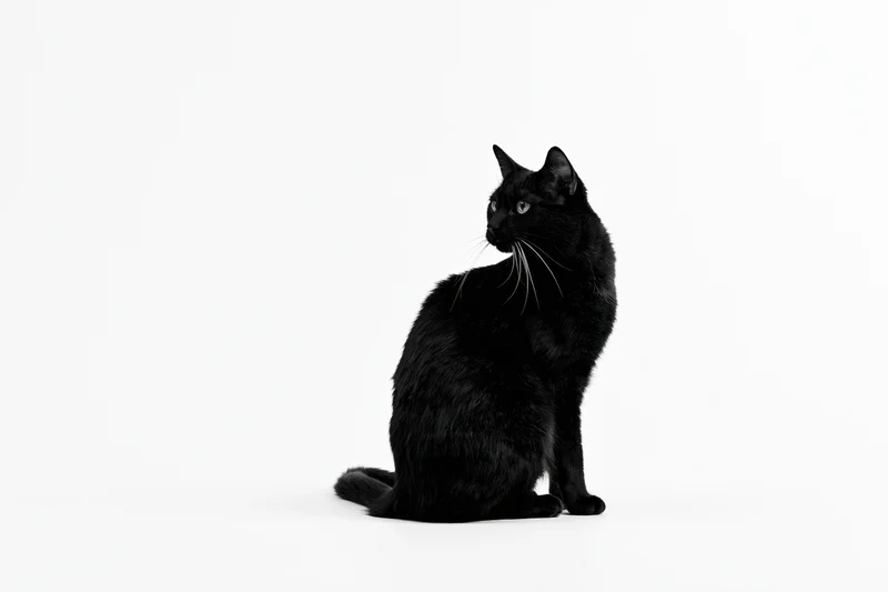 Black cat sitting upright and turning its head slightly to the side on white background