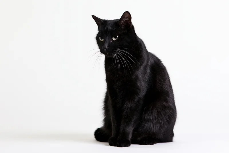Black cat sitting upright and turning its head slightly to the side on white background