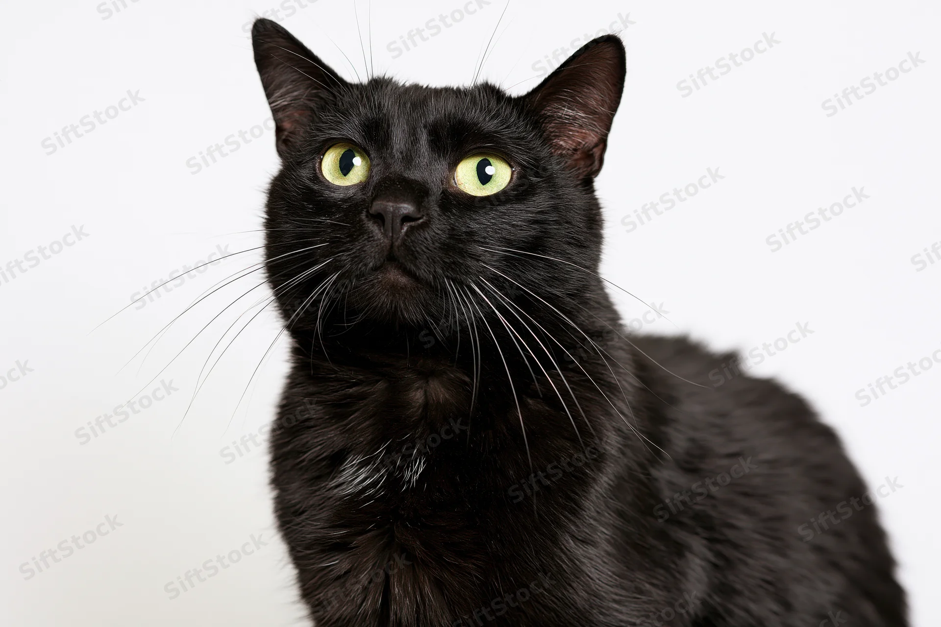 Black cat sitting upright looking upward in studio setting
