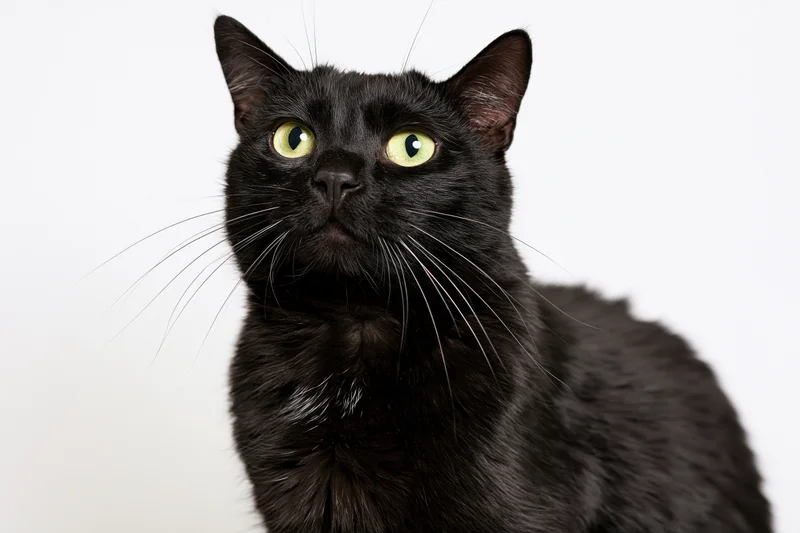 Black cat sitting upright looking upward in studio setting