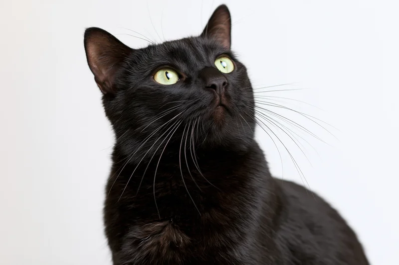 Black cat sitting upright looking upward against white background