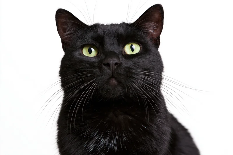 Black cat sitting upright looking upward in studio portrait