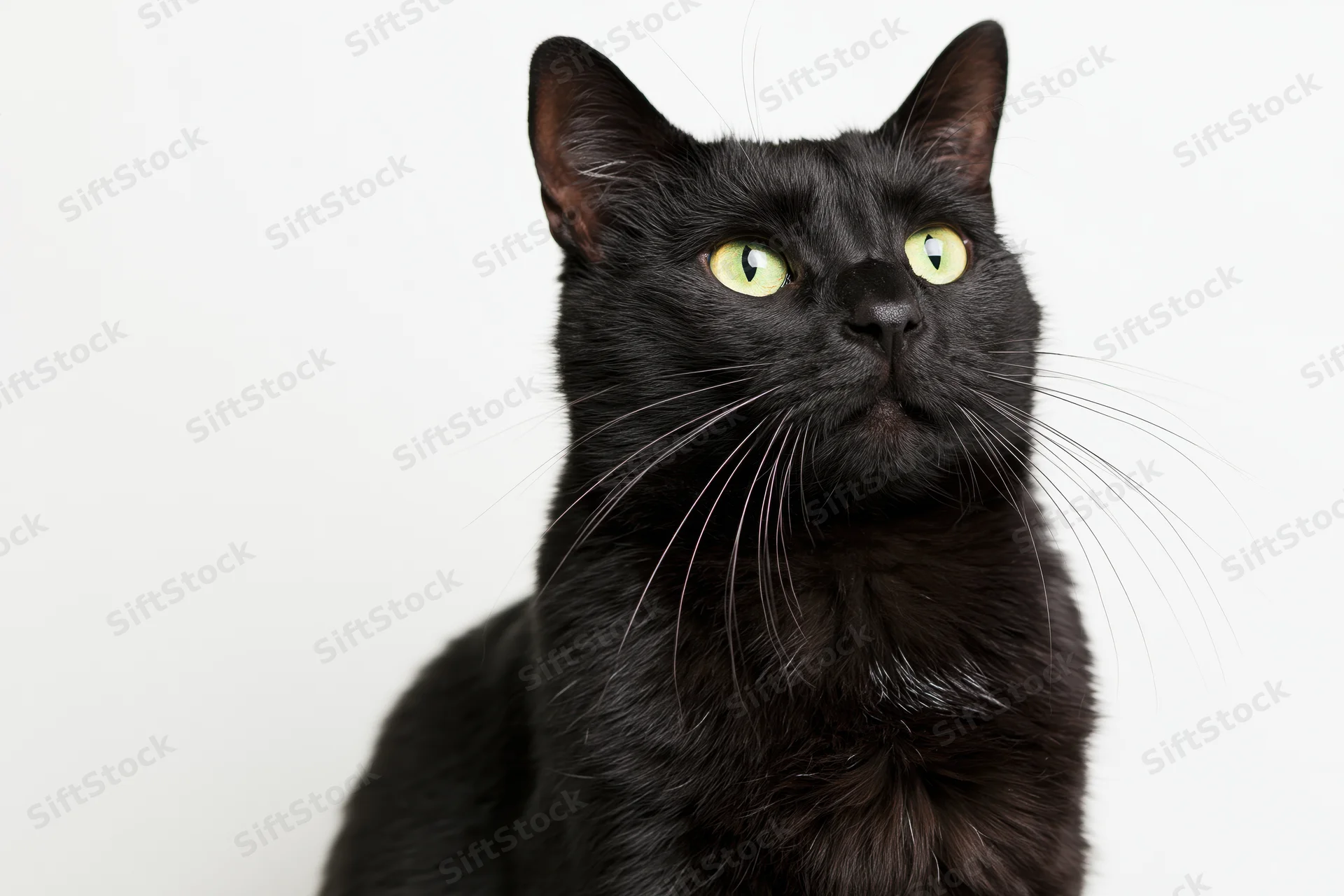 Black cat sitting upright looking upward in studio portrait