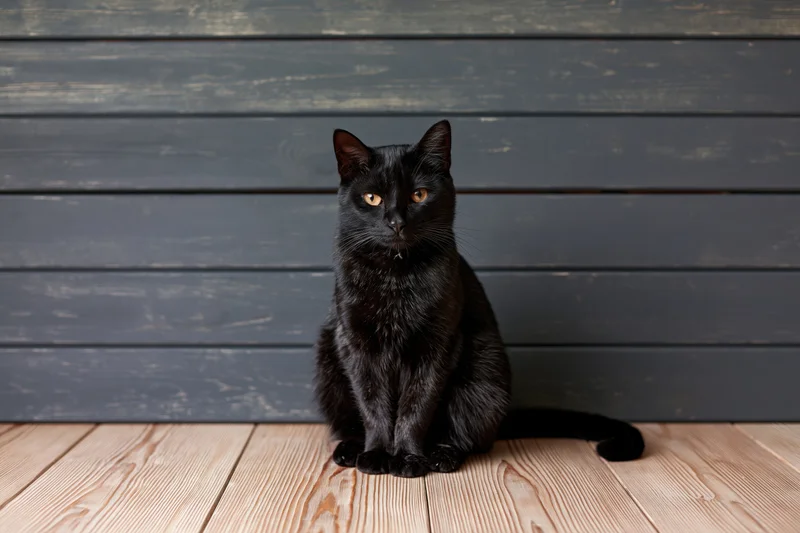 Black cat sitting upright on wooden floor facing camera in indoor setting