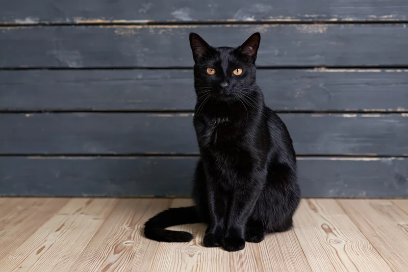 Black cat sitting upright on wooden floor facing camera in indoor setting