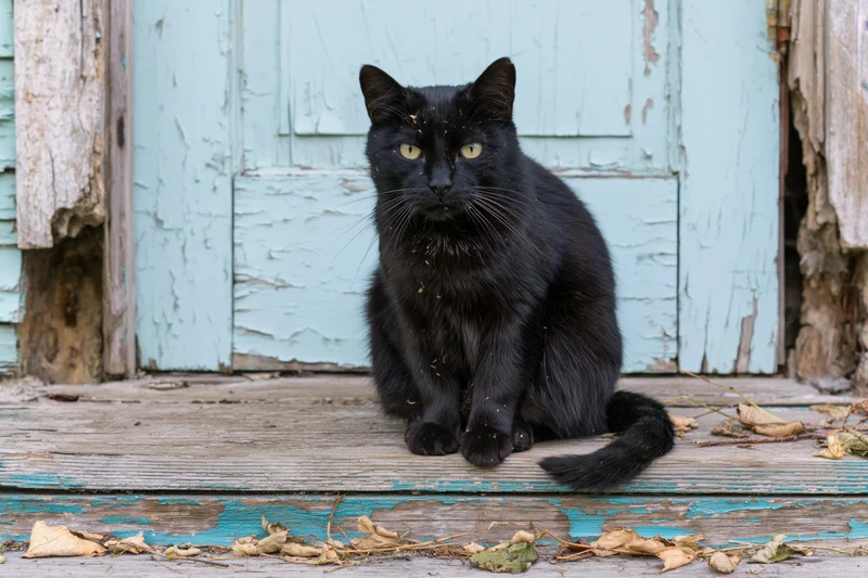 Black cat sitting upright on a weathered wooden doorstep with peeling blue paint and dry leaves around