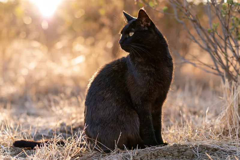 Black cat sitting upright on dry grass outdoors in golden sunlight