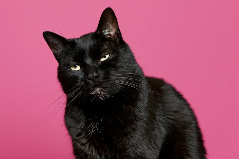 Black cat sitting upright with grumpy squinting expression against pink background