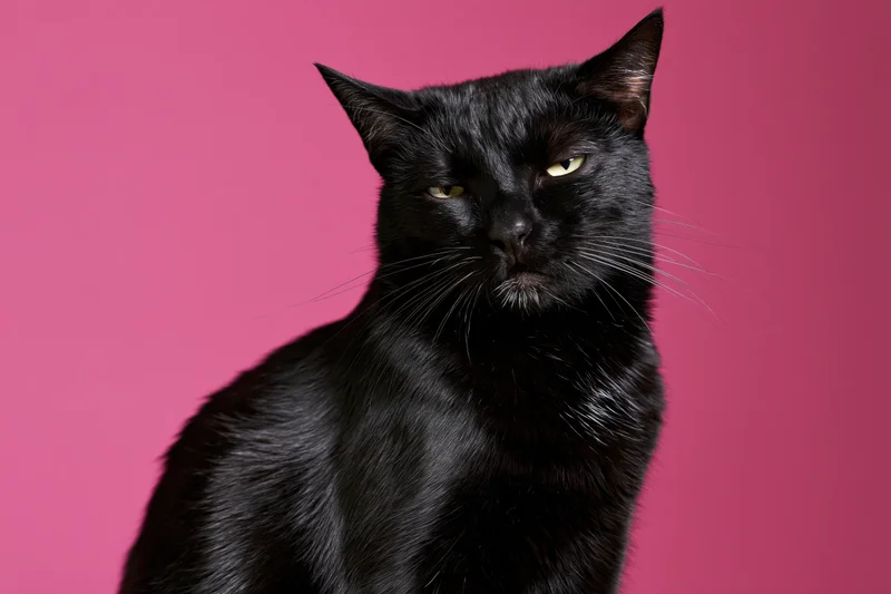Black cat sitting upright with grumpy expression against pink background
