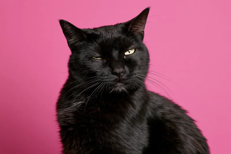 Black cat with grumpy squinting expression against pink background
