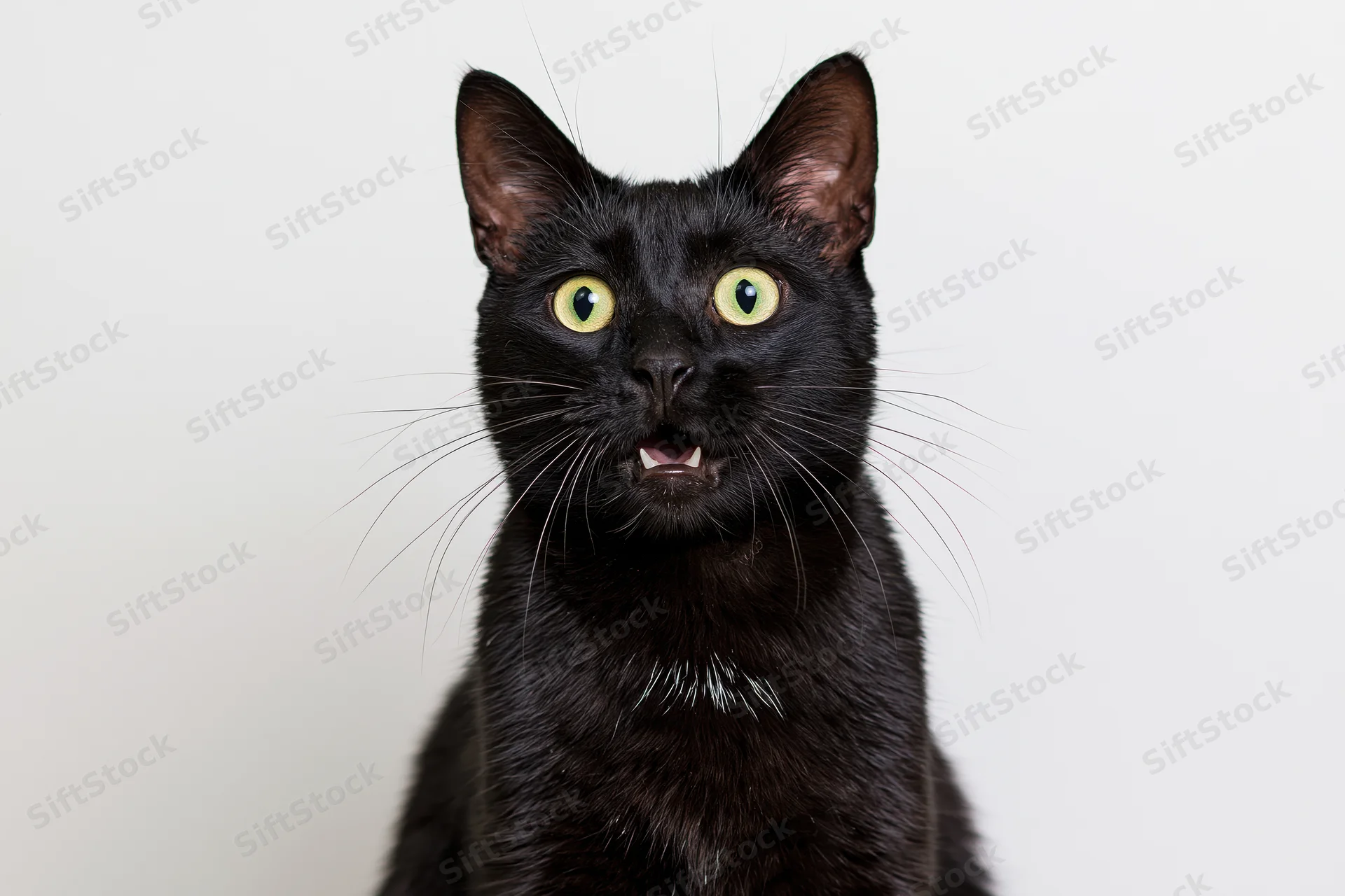 Black cat sitting upright with mouth slightly open and wide eyes against white background