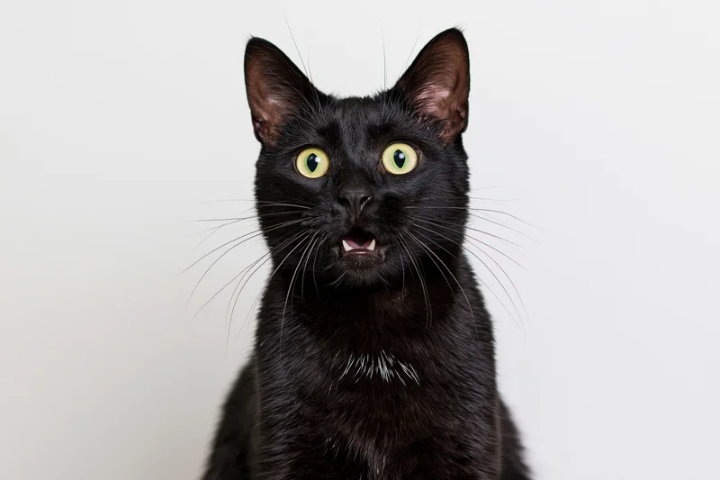Black cat sitting upright with mouth slightly open and wide eyes against white background