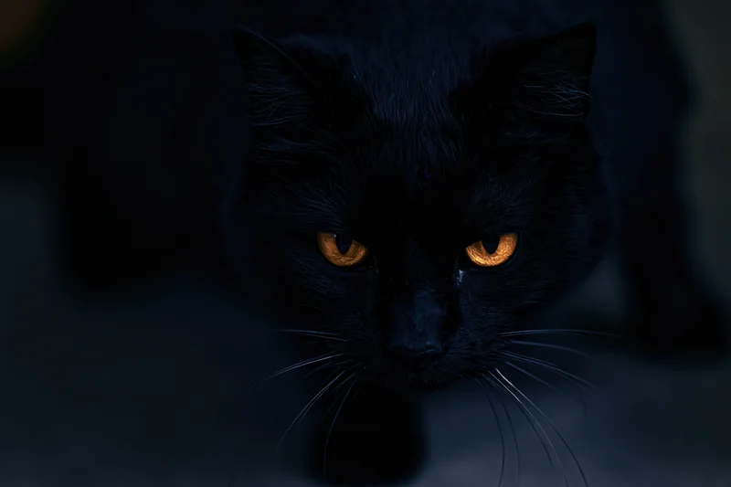 Black cat stalking slowly toward camera with intense gaze, head lowered in dark setting