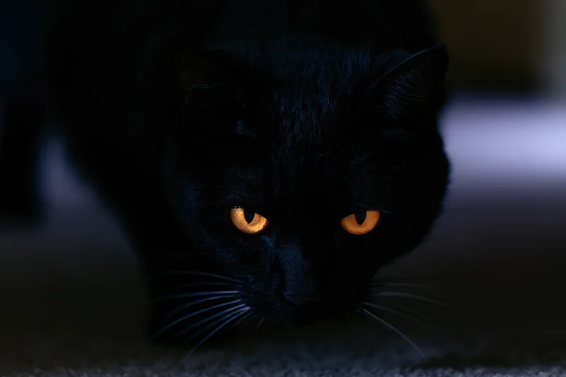 Black cat stalking slowly toward camera with head lowered and intense gaze