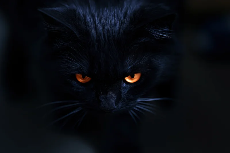 Black cat with intense orange eyes stalking slowly toward camera head lowered in dark setting