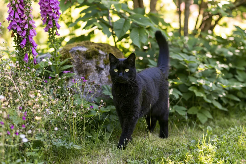 Black cat standing alert in a lush garden border with foxglove flowers and green foliage