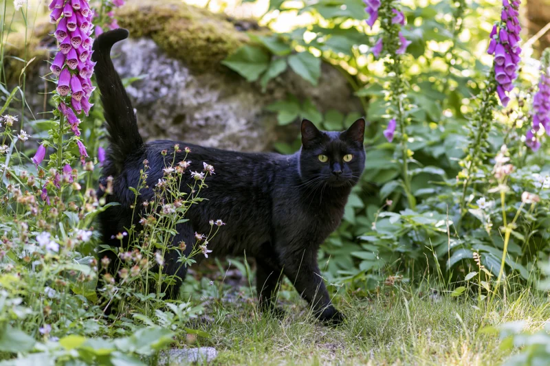 Black cat walking alertly through lush garden border with foxglove flowers and green foliage