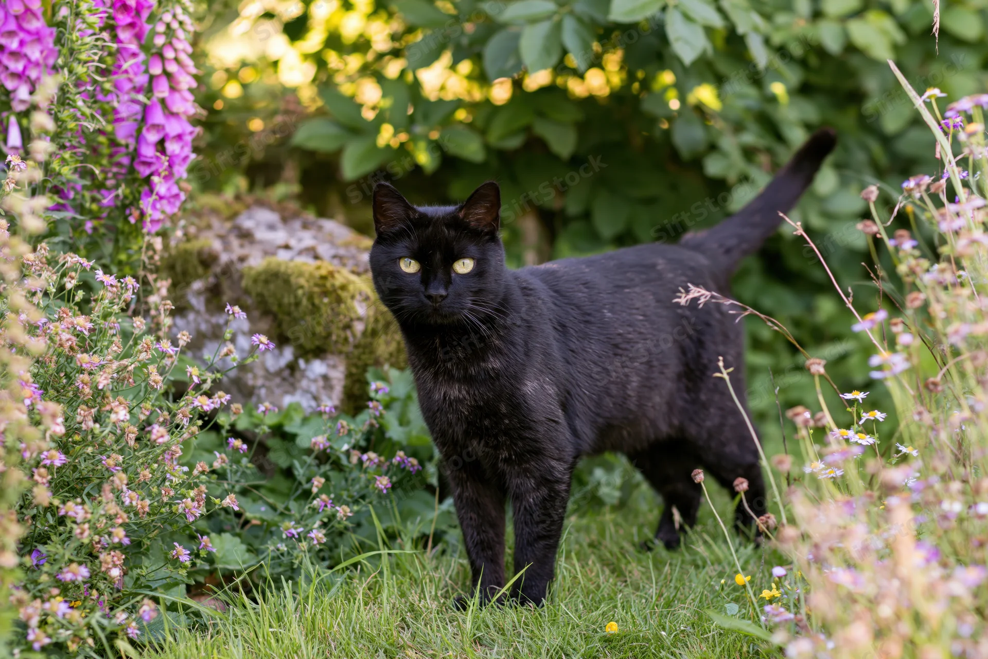 Black cat standing alert in a lush garden border among flowers and greenery
