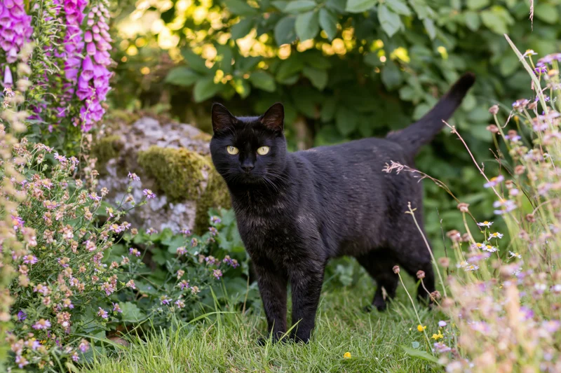Black cat standing alert in a lush garden border among flowers and greenery