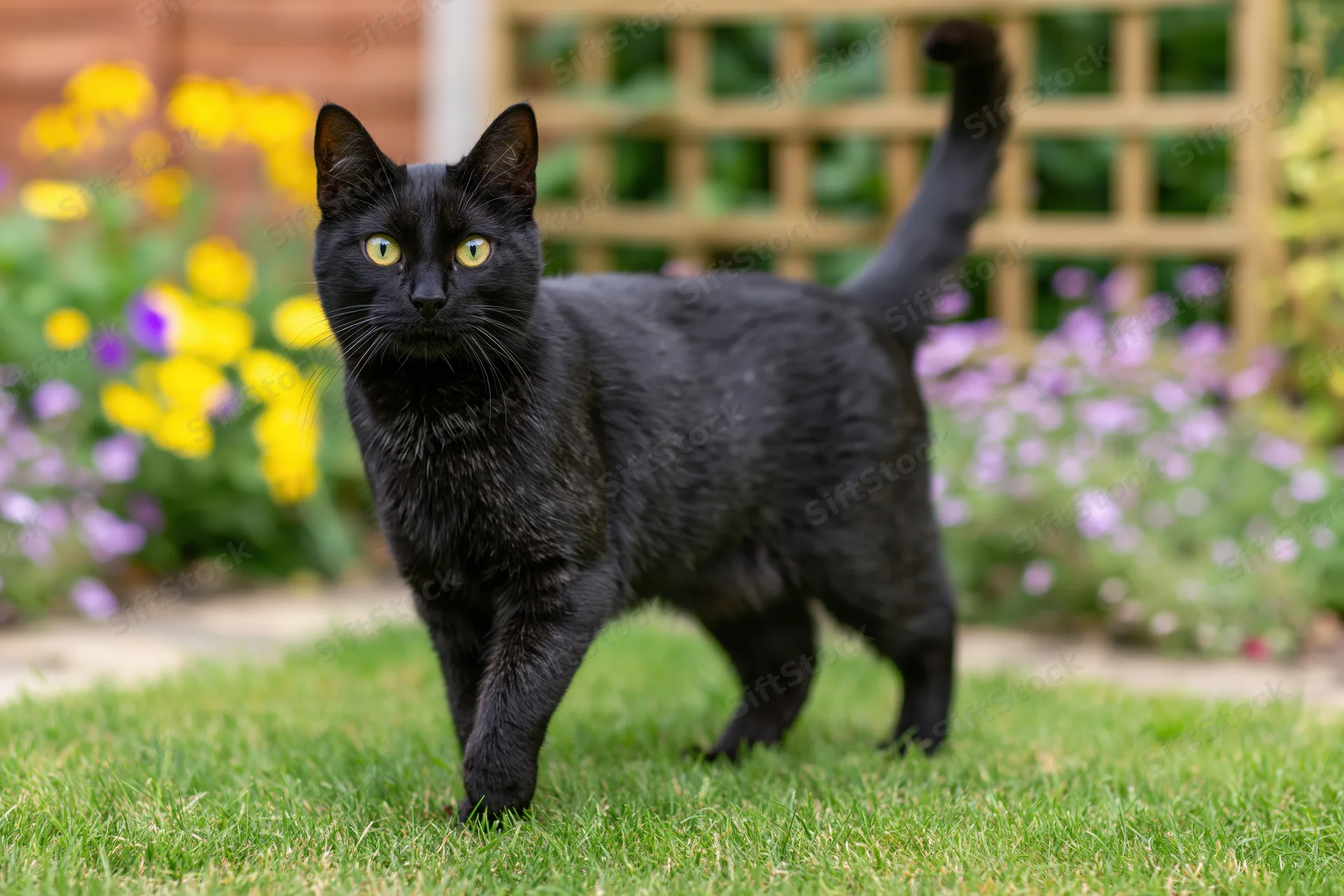 Black cat standing alert on a garden lawn staring directly at camera