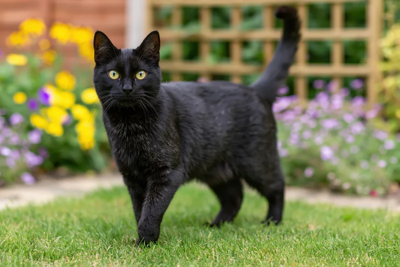 Black cat standing alert on a garden lawn staring directly at camera