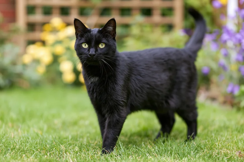 Black cat standing alert on a garden lawn staring directly at the camera