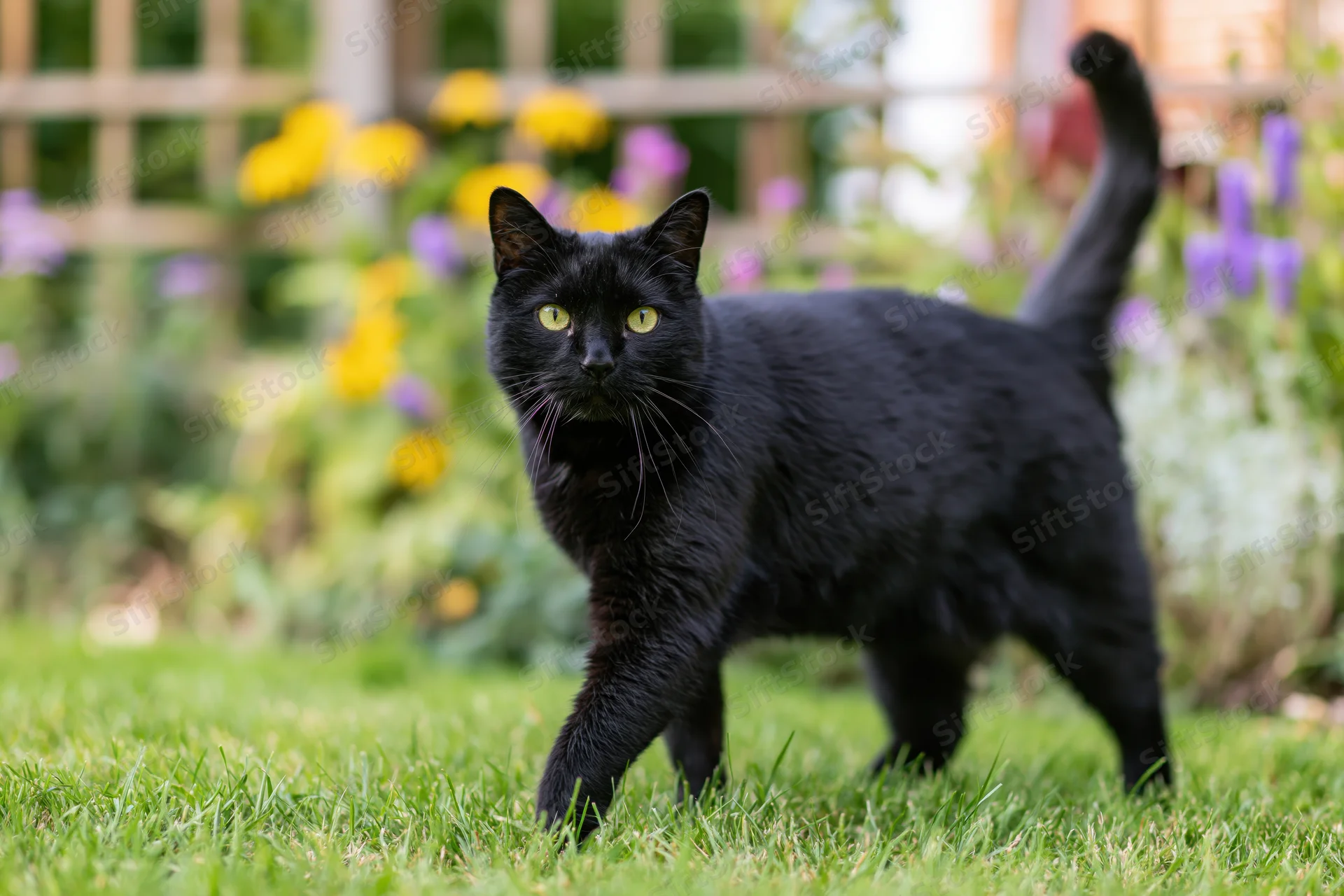 Black cat standing alert on garden lawn staring directly at camera