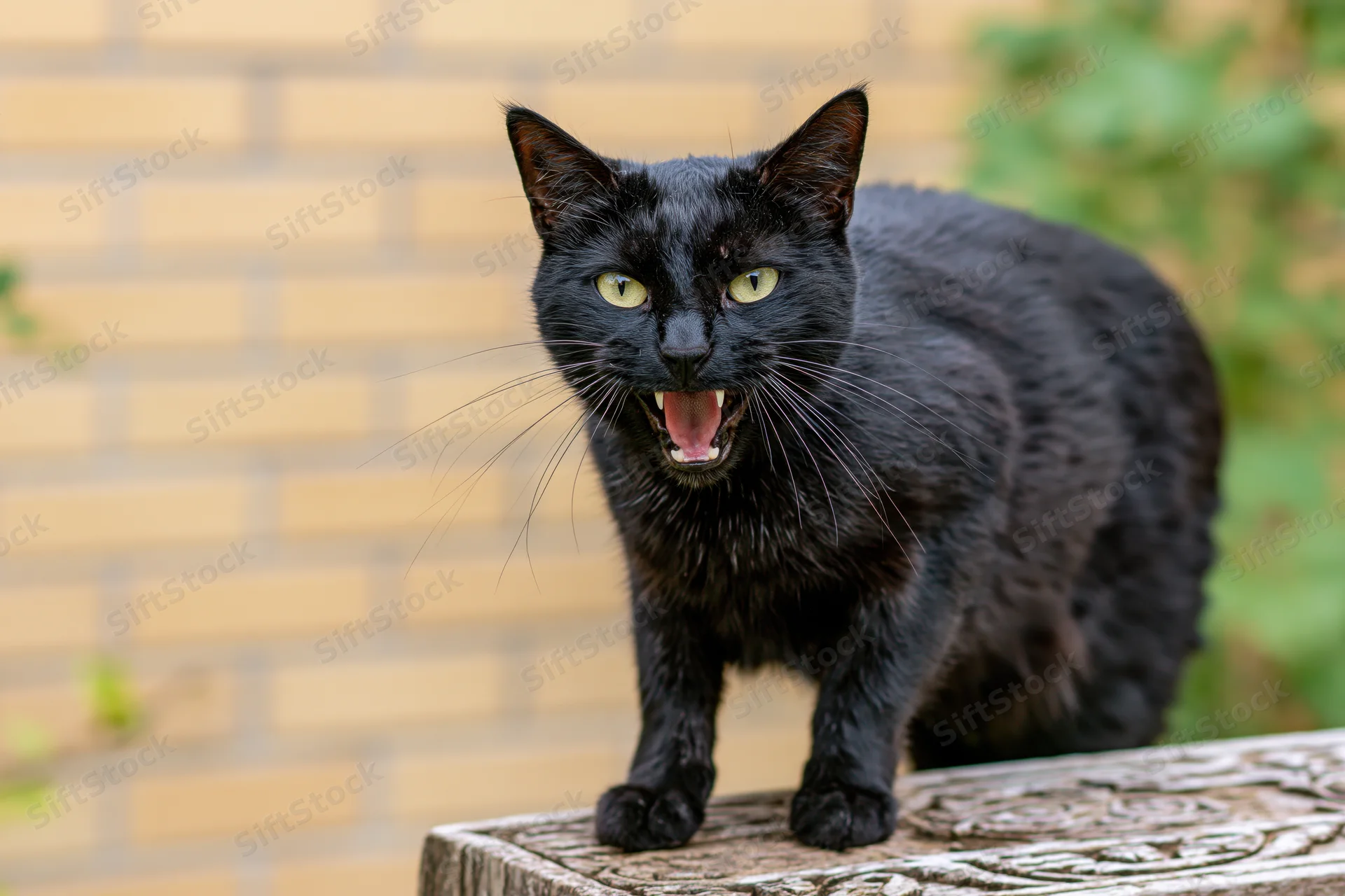 Black cat hissing with mouth open standing on carved wooden surface outdoors