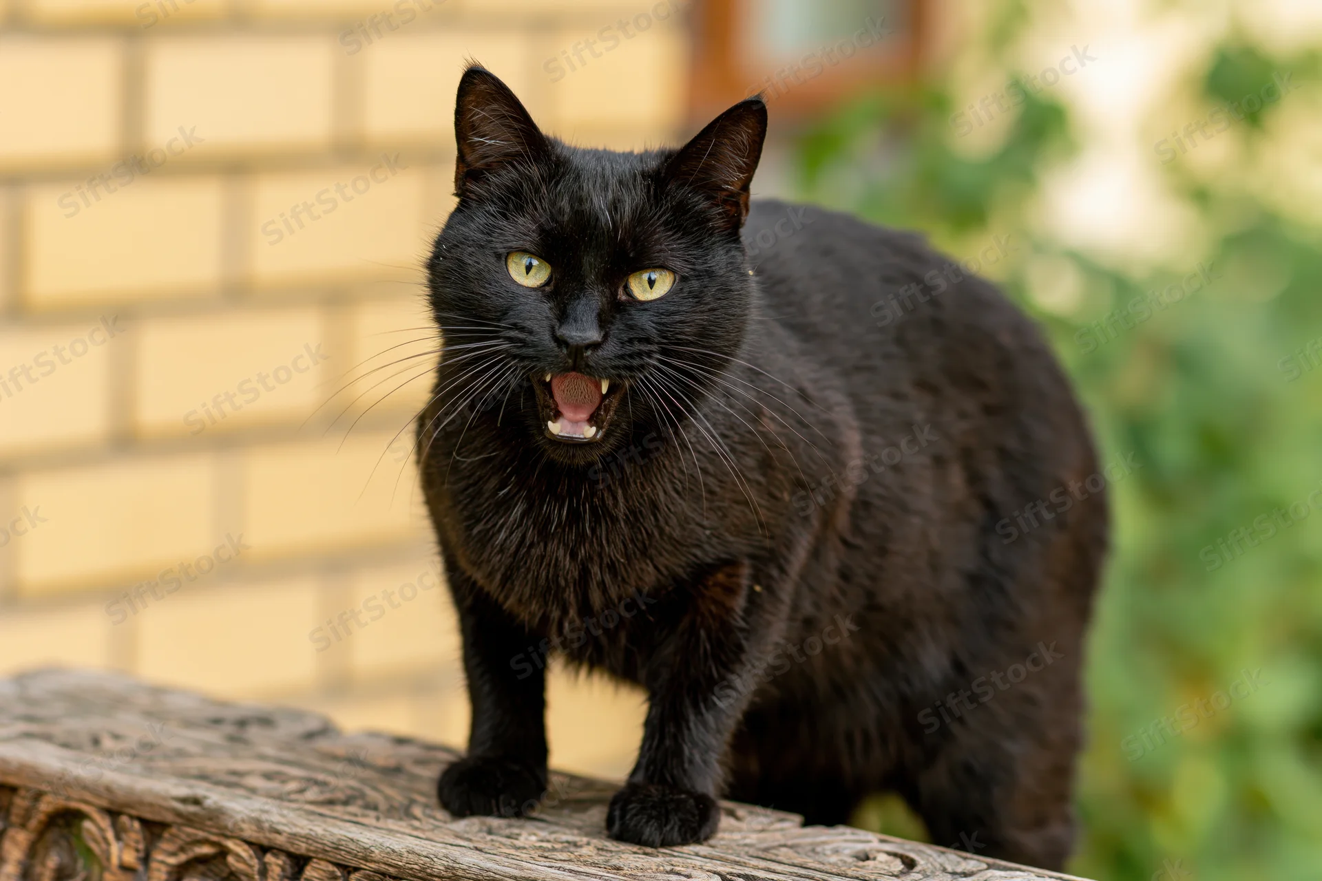Black cat hissing with mouth open standing on carved wooden surface outdoors