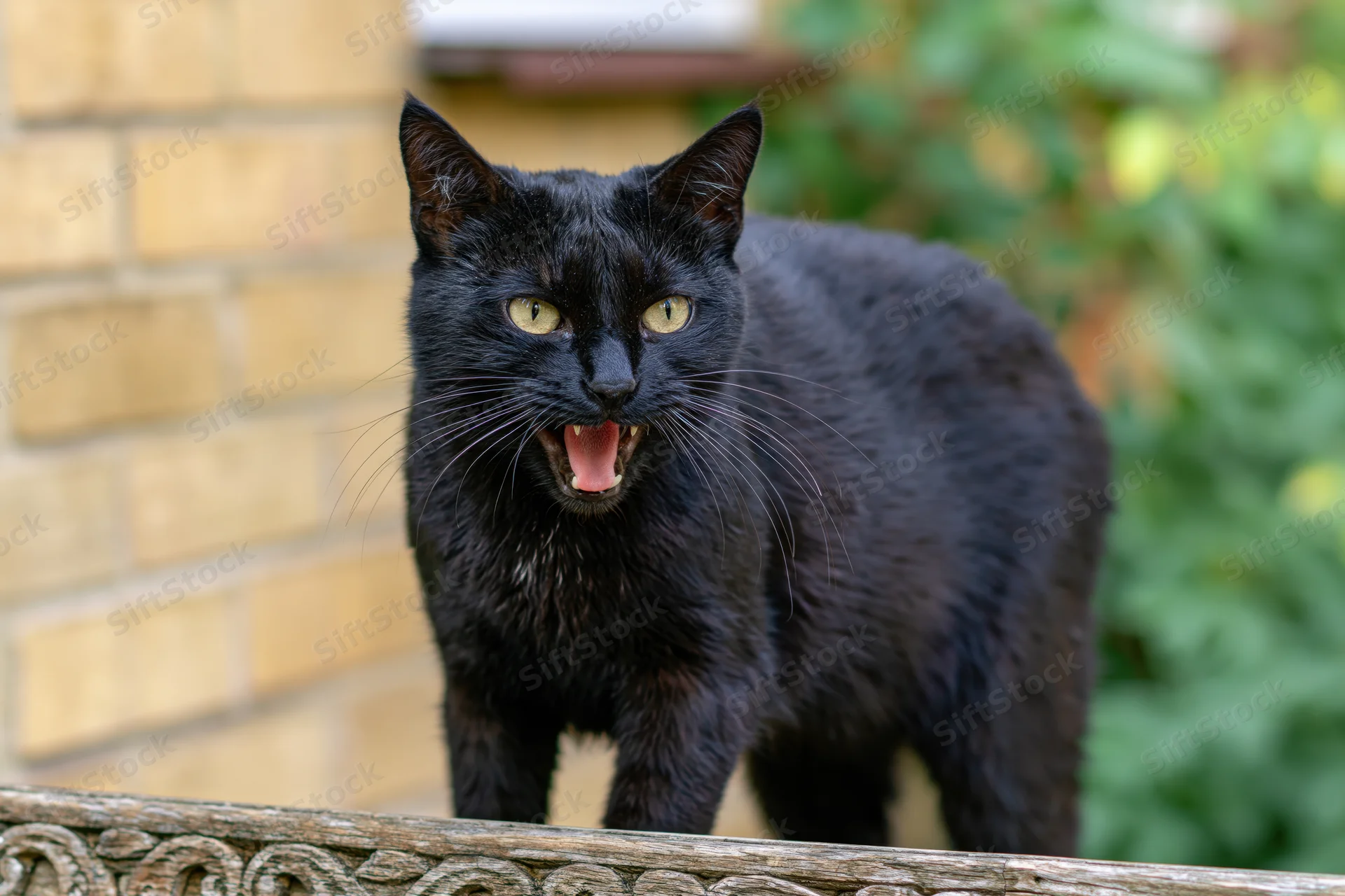 Black cat hissing with mouth open standing on carved wooden surface outdoors