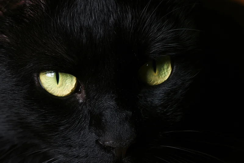 Black cat with green eyes staring directly at camera in closeup portrait