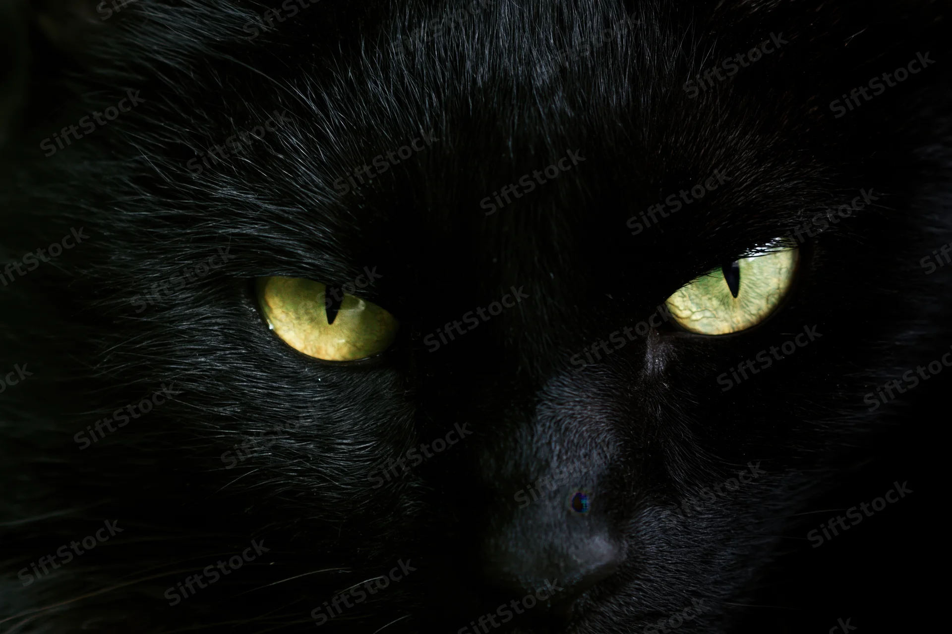 Closeup of black cat staring directly at camera with intense yellow eyes in shadowed setting