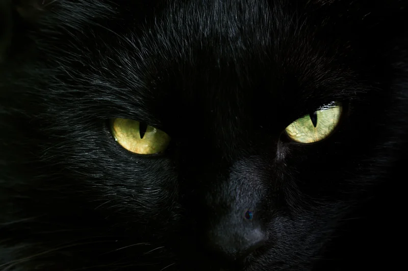 Closeup of black cat staring directly at camera with intense yellow eyes in shadowed setting