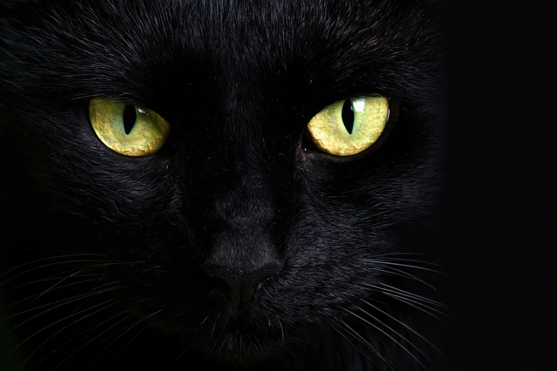 Black cat staring directly at camera in dark closeup portrait