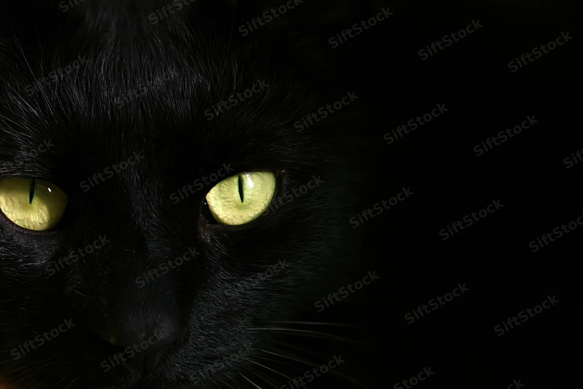Black cat with glowing yellow eyes staring directly at camera in dark setting