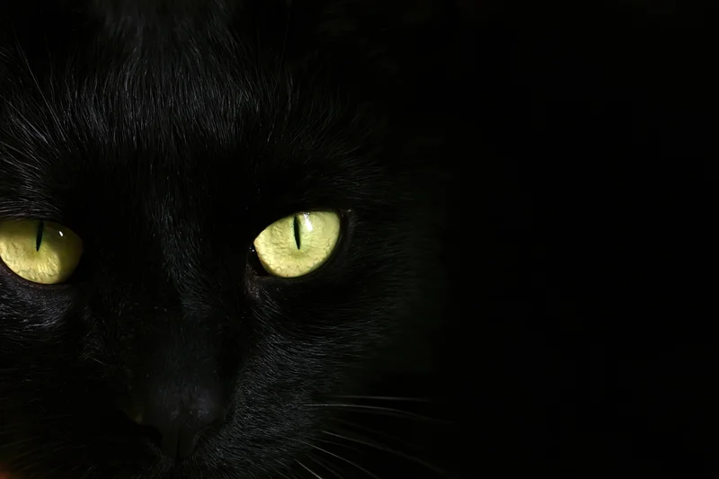 Black cat with glowing yellow eyes staring directly at camera in dark setting