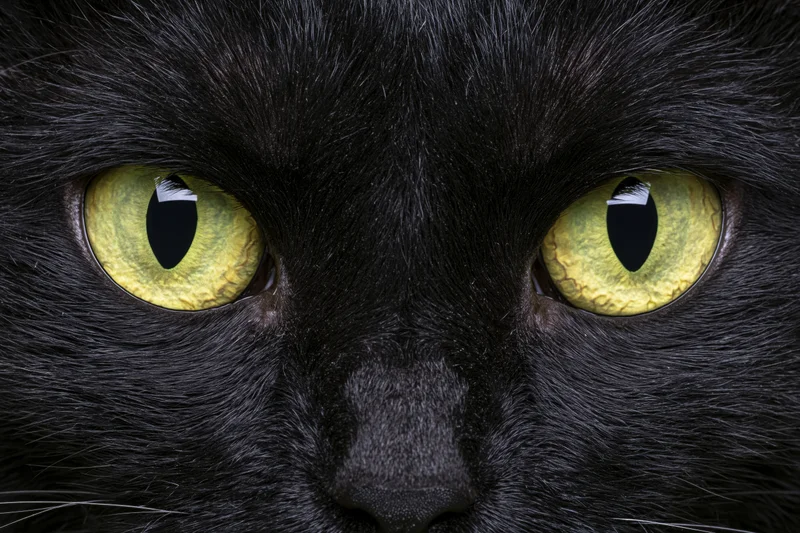 Black cat staring directly into camera in extreme closeup on face