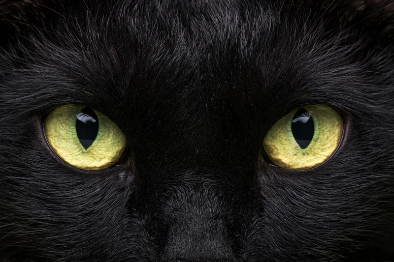 Extreme close-up of a black cat's face staring directly into the camera with green eyes