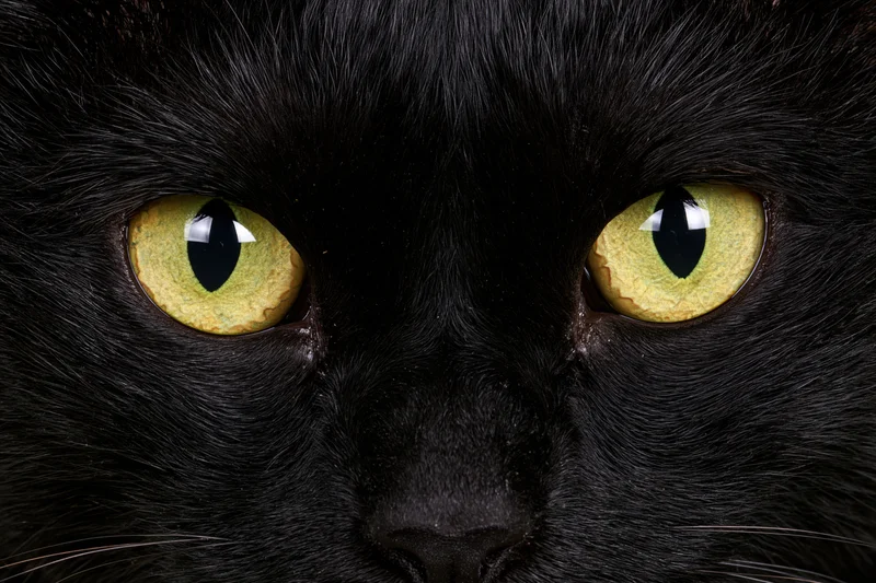 Black cat staring directly into camera in extreme close-up on face