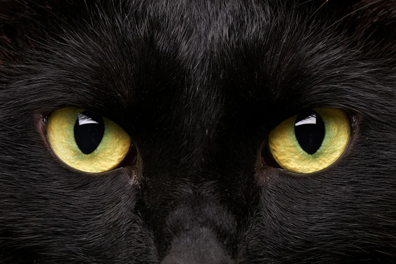 Black cat staring directly into camera in extreme close-up on face