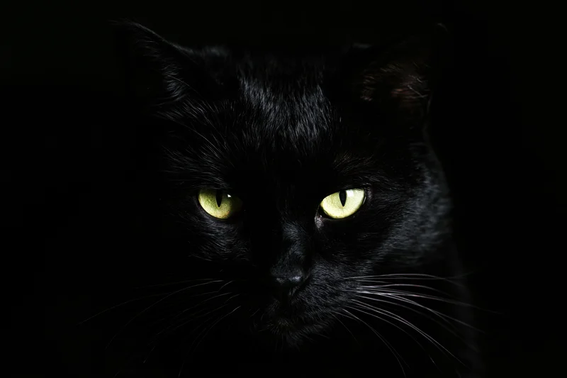 Black cat staring directly into camera with glowing yellow eyes in dark setting
