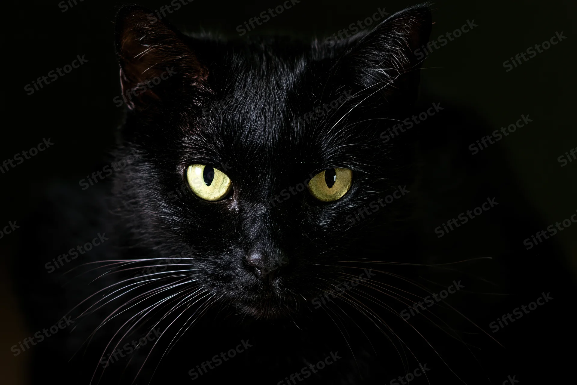 Black cat staring directly into camera with intense yellow eyes in dark setting